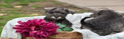 Miniature Schnauzer dogs for sale: Gorgeous kc reg miniature schnauzers ready now  - Advert 10