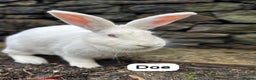 New Zealand rabbits for sale: Rabbits New Zealand white Breeding Pair, Adult - Advert 5