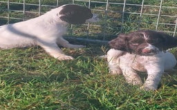 English Springer Spaniel dogs for sale: Gorgeous English springer spaniel pups - Image 3