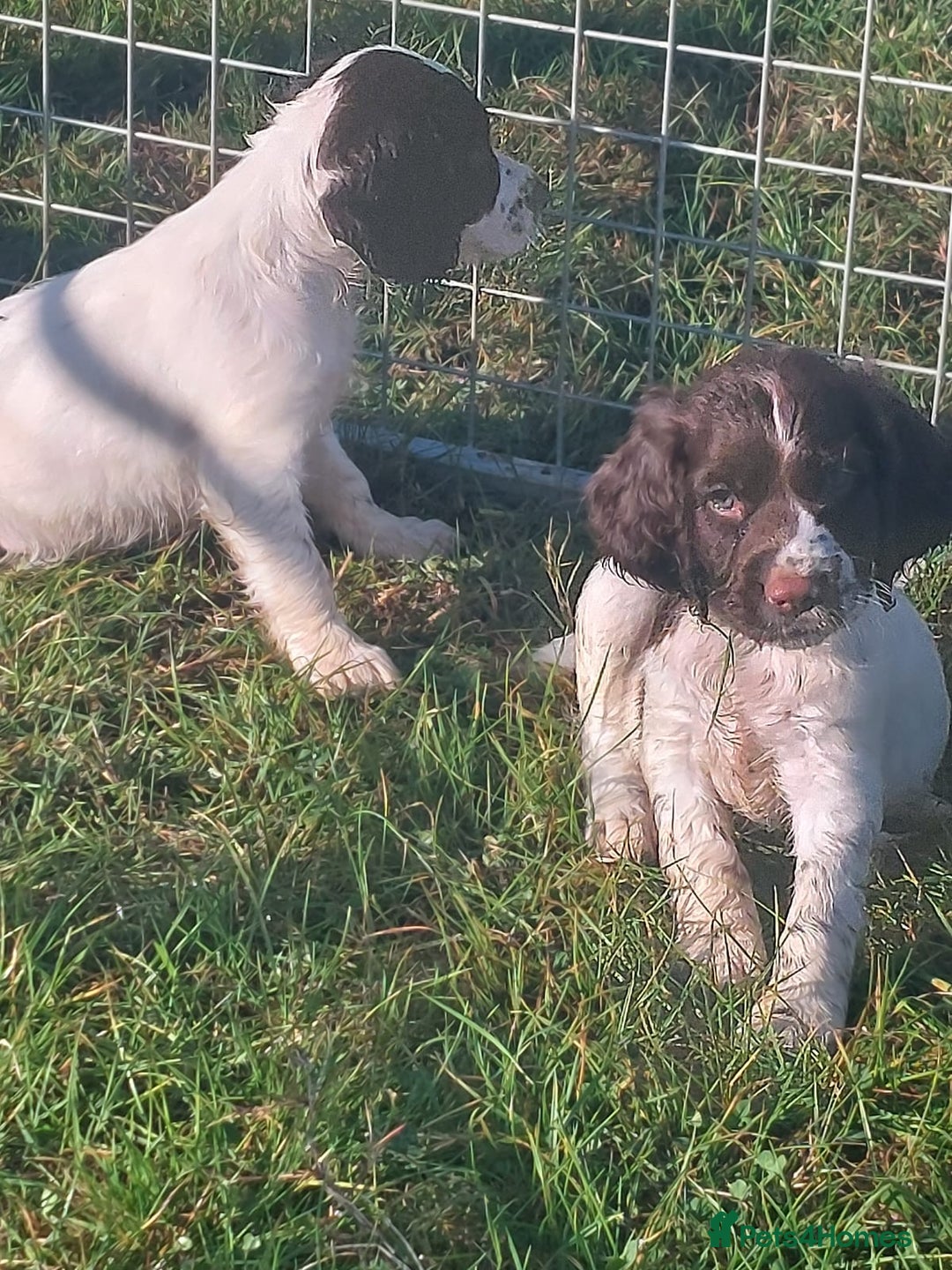 English Springer Spaniel dogs for sale: Gorgeous English springer spaniel pups - Image 3