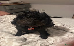 Cockapoo dogs for sale: 4 beautiful puppies - Image 5