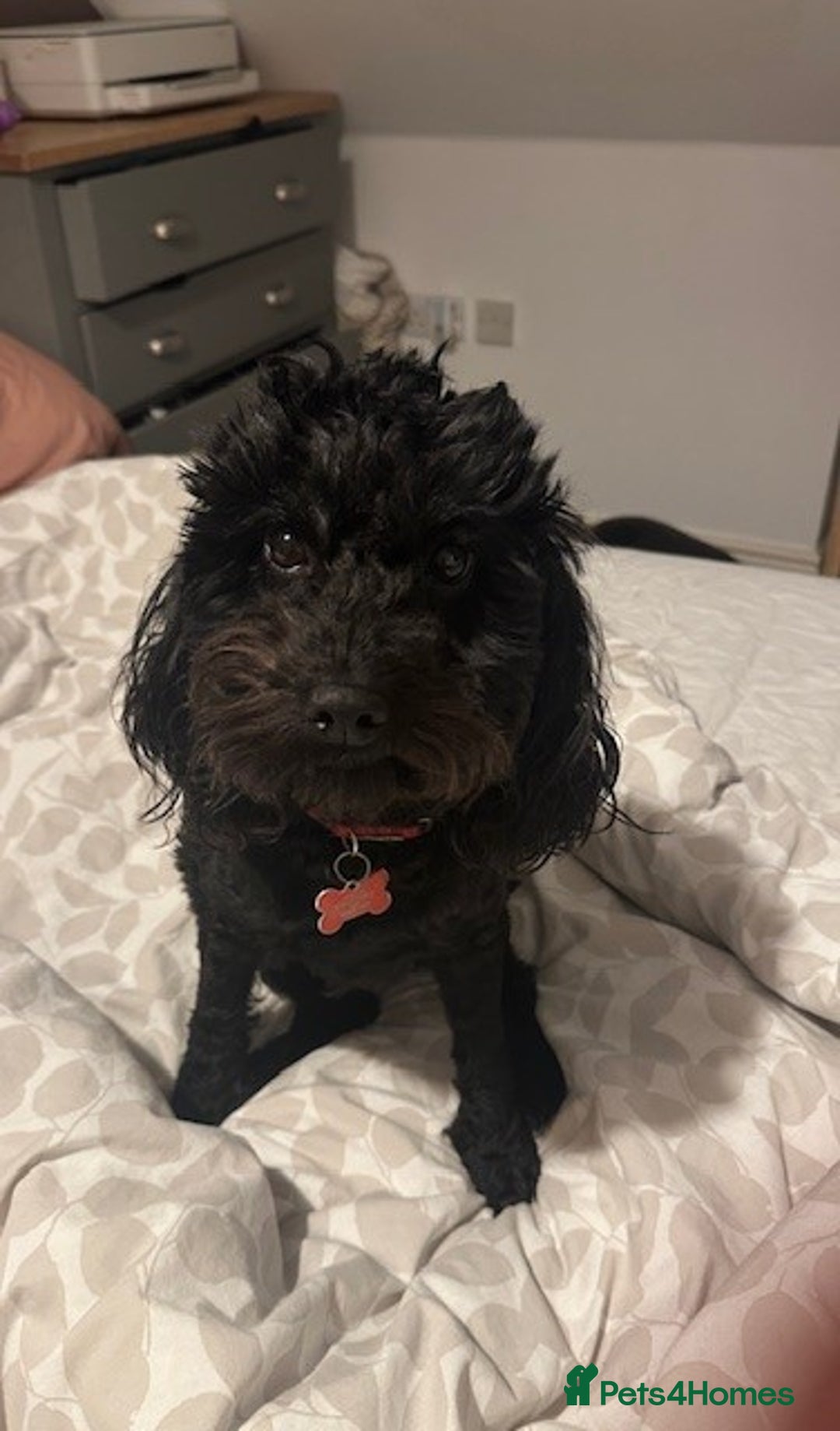 Cockapoo dogs for sale: 4 beautiful puppies - Image 5