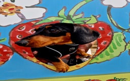 Miniature Dachshund dogs for sale: Male Miniature Dachsund - Image 2
