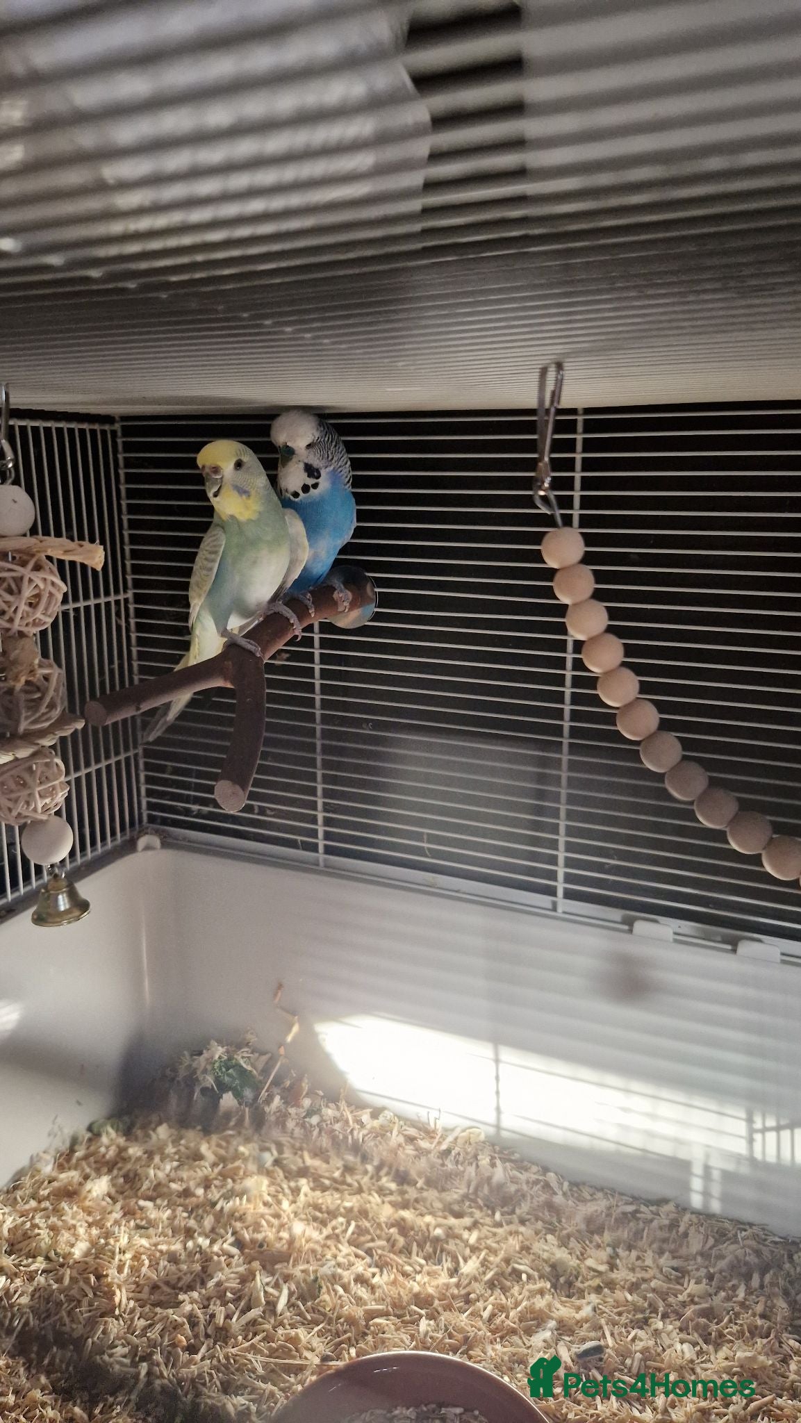 Budgerigars birds 1 bonded pair of budgies  - Advert 3