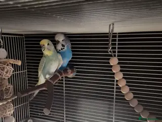 Budgerigars birds 1 bonded pair of budgies - Advert 3