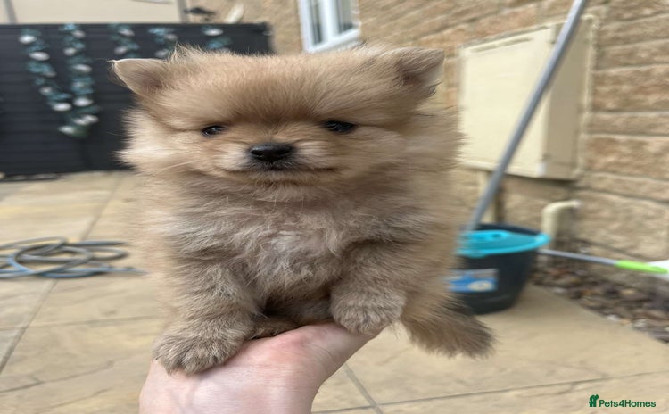 Pomeranian dogs - Advert 1