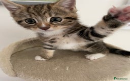 Mixed Breed cats for sale: Beautiful Tabby Baby Boy - Image 2