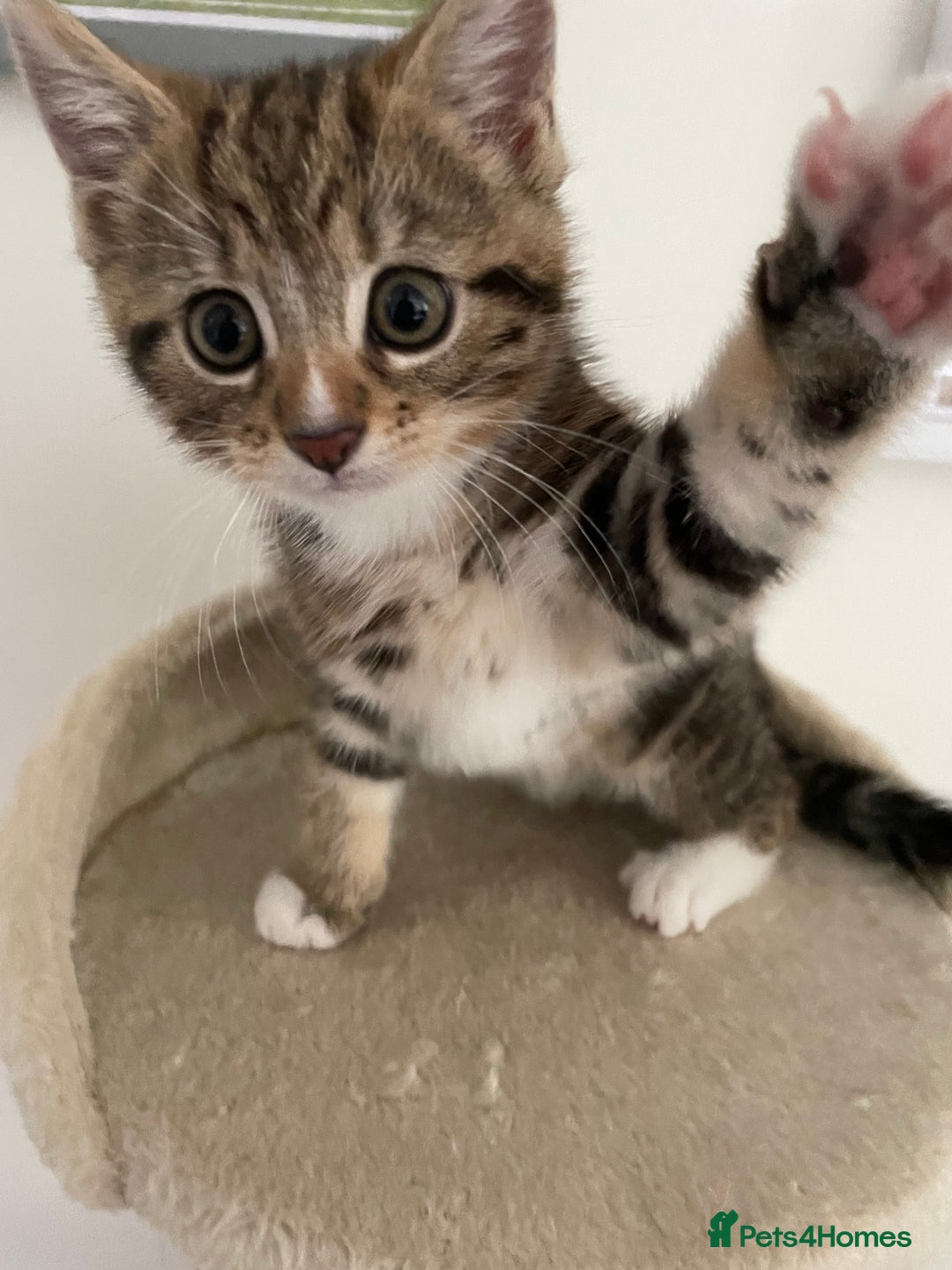 Mixed Breed cats for sale: Beautiful Tabby Baby Boy - Image 2