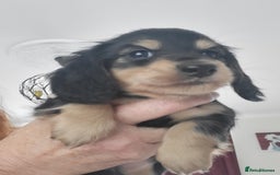 Miniature Dachshund dogs for sale: KC Black and Cream  long haired  - Image 15