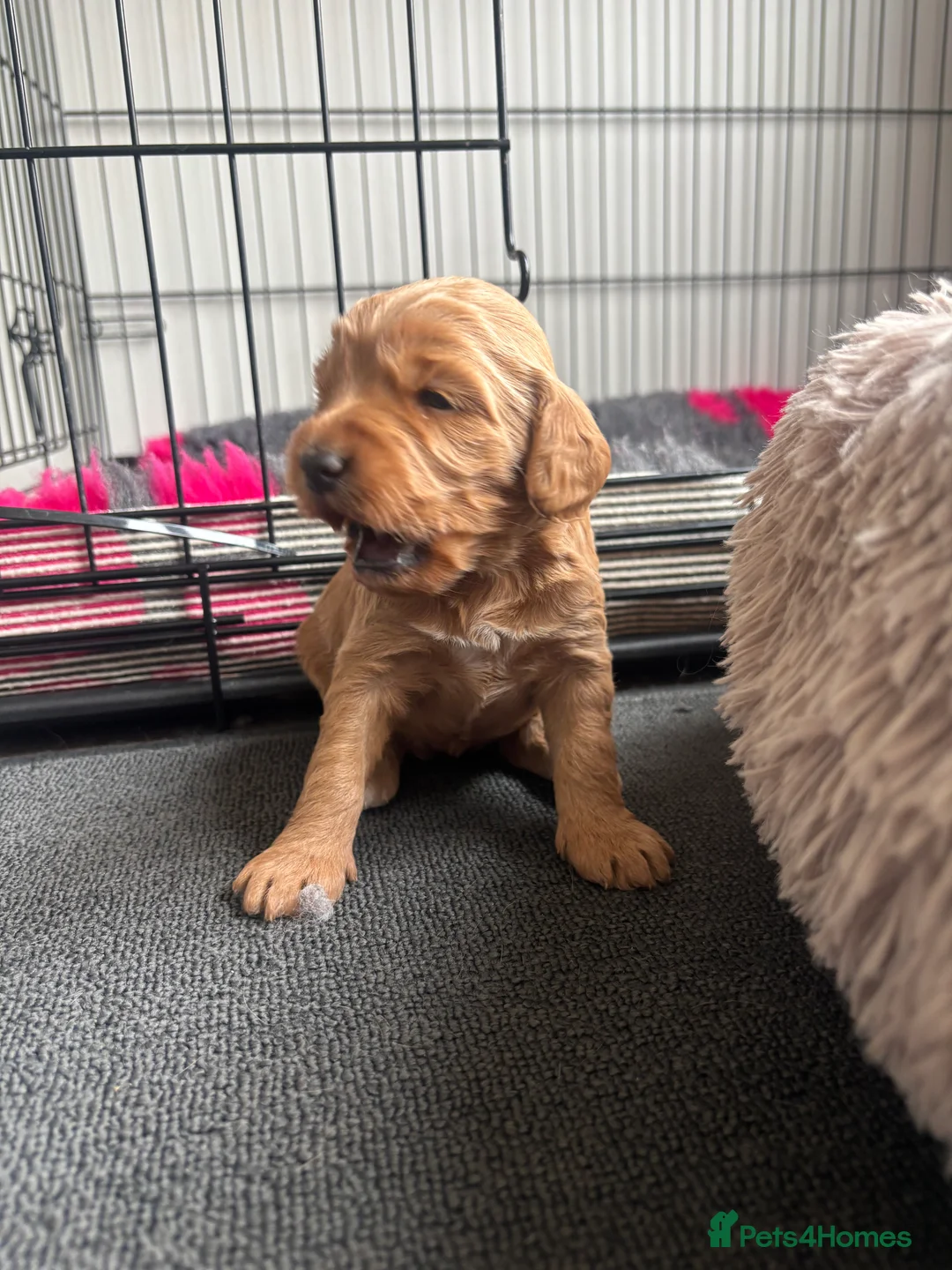 Cockapoo dogs for sale: Cockerpoo Puppies  - Advert 6