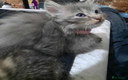 American Shorthair cats for sale: Adorable American shorthair kittens  - Image 1