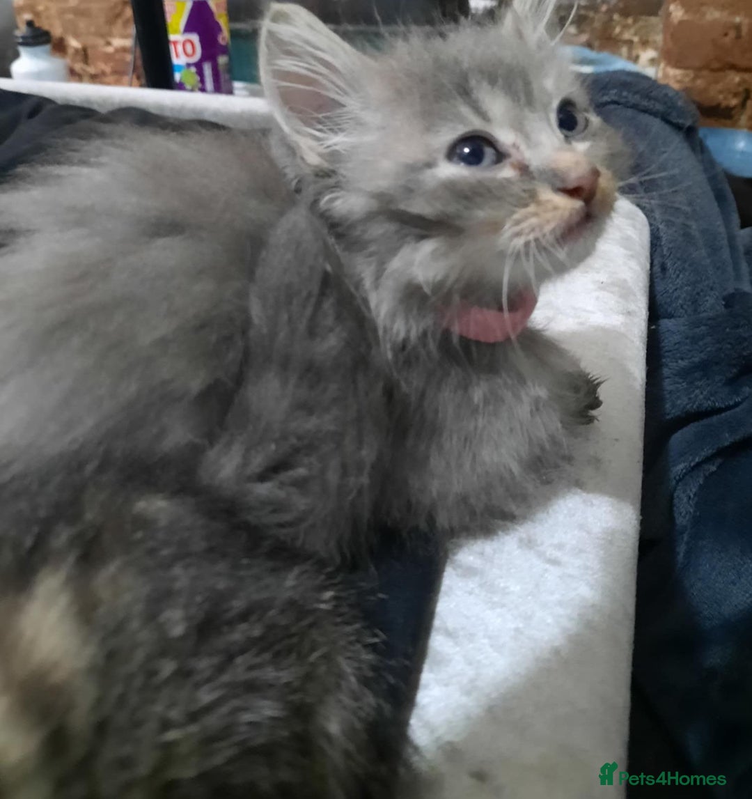 American Shorthair cats for sale: Adorable American shorthair kittens  - Image 1
