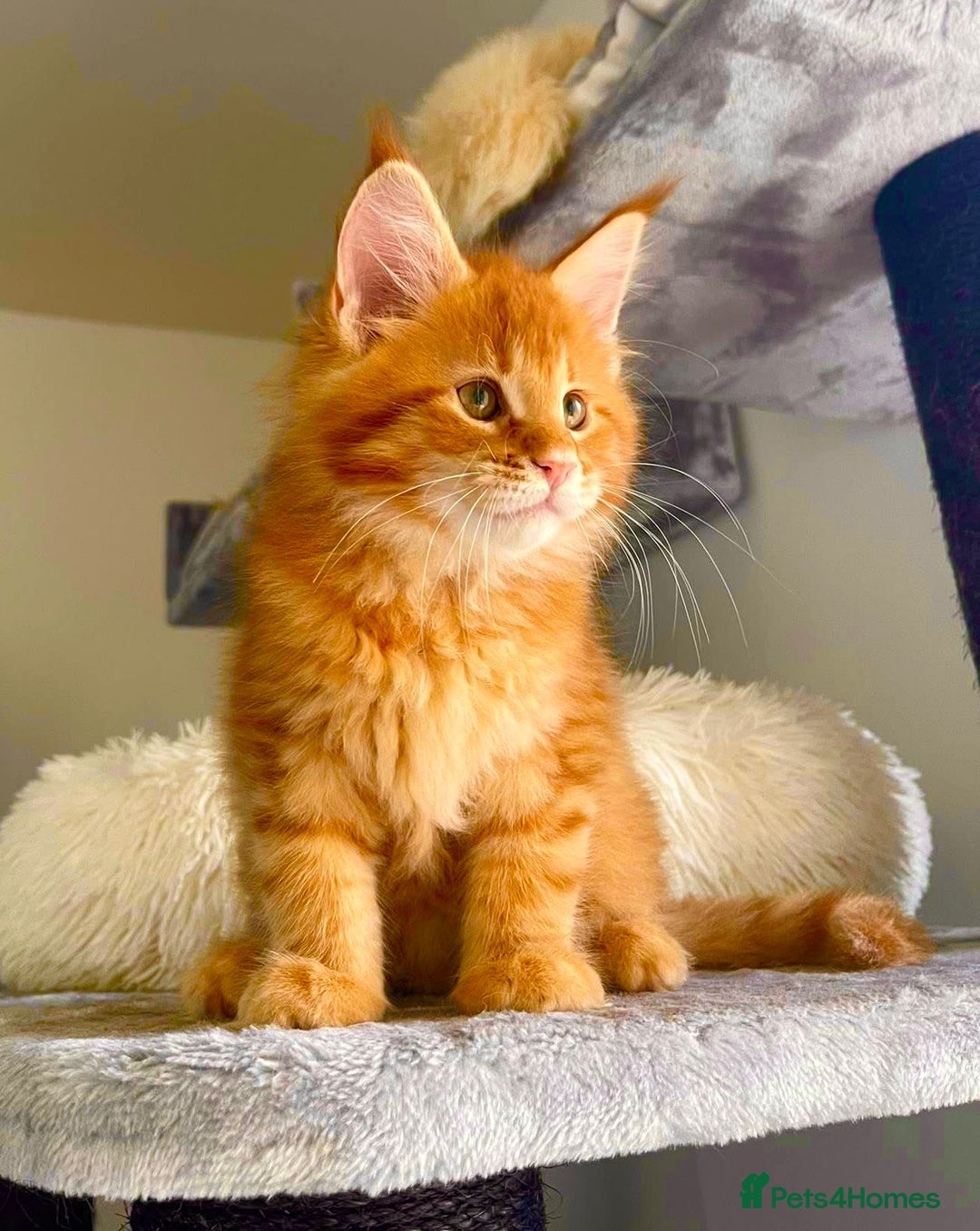 Maine Coon cats for sale: Mane Coon XXXL - Advert 8