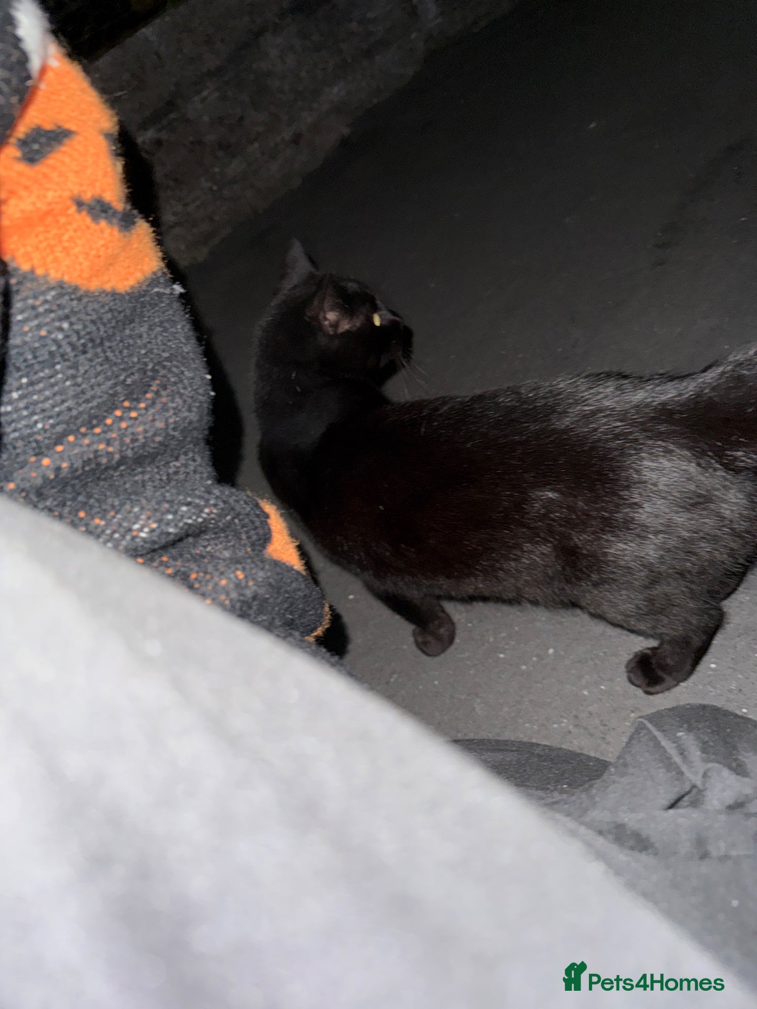 Mixed Breed cats 2 male kittens black and white 5 weeks old - Advert 3