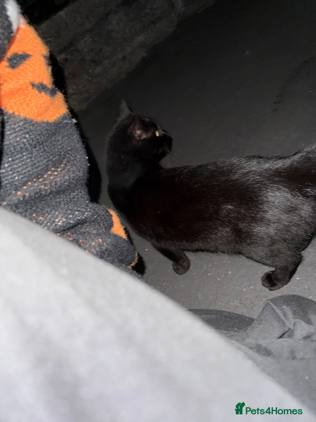 Mixed Breed cats for sale: 2 male kittens black and white 5 weeks old - Advert 1