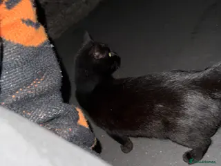 Mixed Breed cats 2 male kittens black and white 5 weeks old - Advert 3