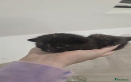 Mixed Breed cats for sale: Gorgeous Turtle Ginger Black Fluffy Kittens  - Image 14