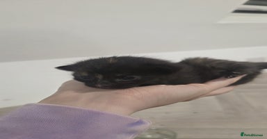 Mixed Breed cats - Advert 11