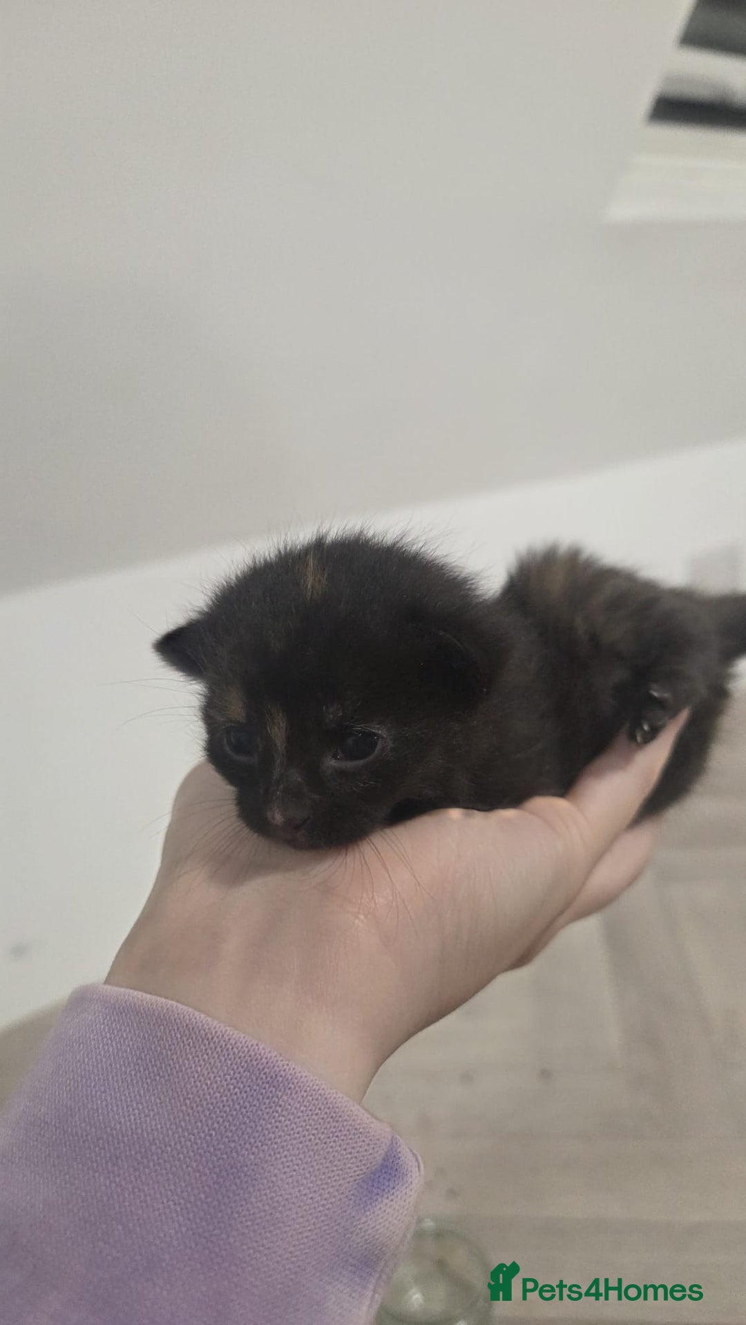 Mixed Breed cats for sale: Gorgeous Turtle Ginger Black Fluffy Kittens  - Image 14