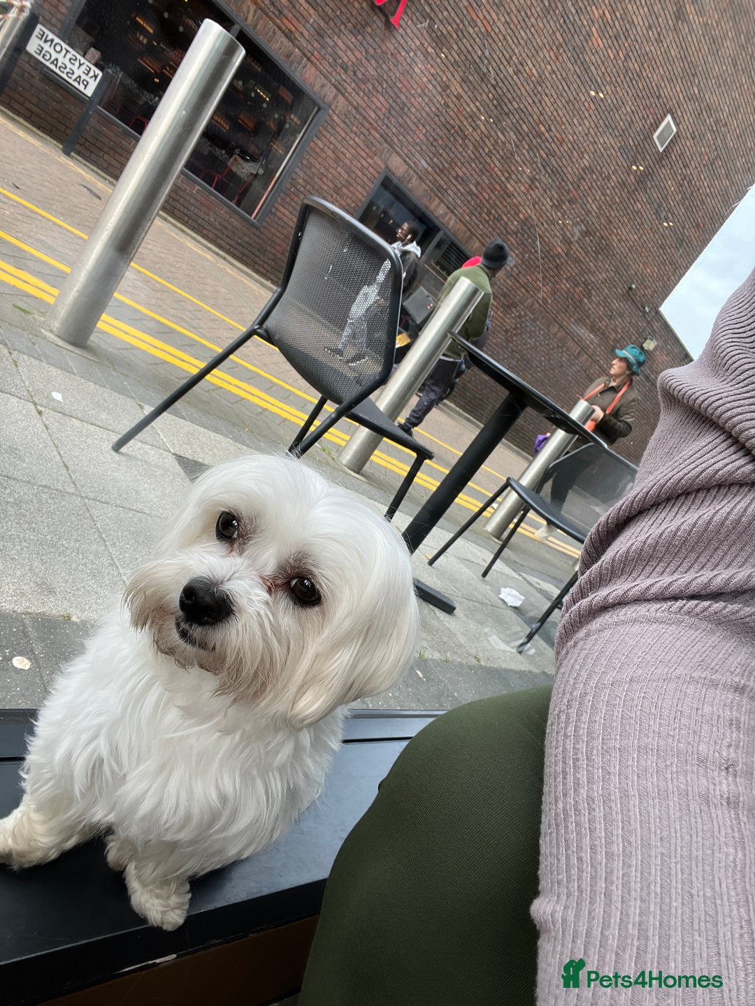 Maltese dogs for stud: Proven Full bred Maltese for stud (borehamwood) in Borehamwood - Advert 6