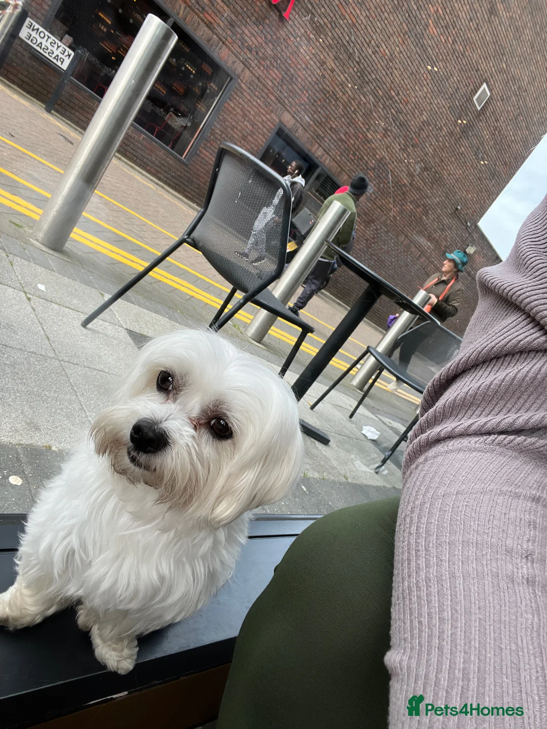 Maltese dogs for stud: Proven Full bred Maltese for stud (borehamwood) in Borehamwood - Advert 6