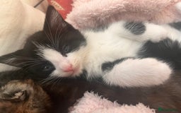 Mixed Breed cats for sale: 2 kittens  - Image 11
