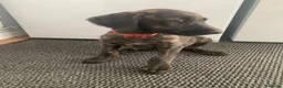 Lurcher dogs for sale: Poodle/Saluki x lurcher puppies  - Advert 3
