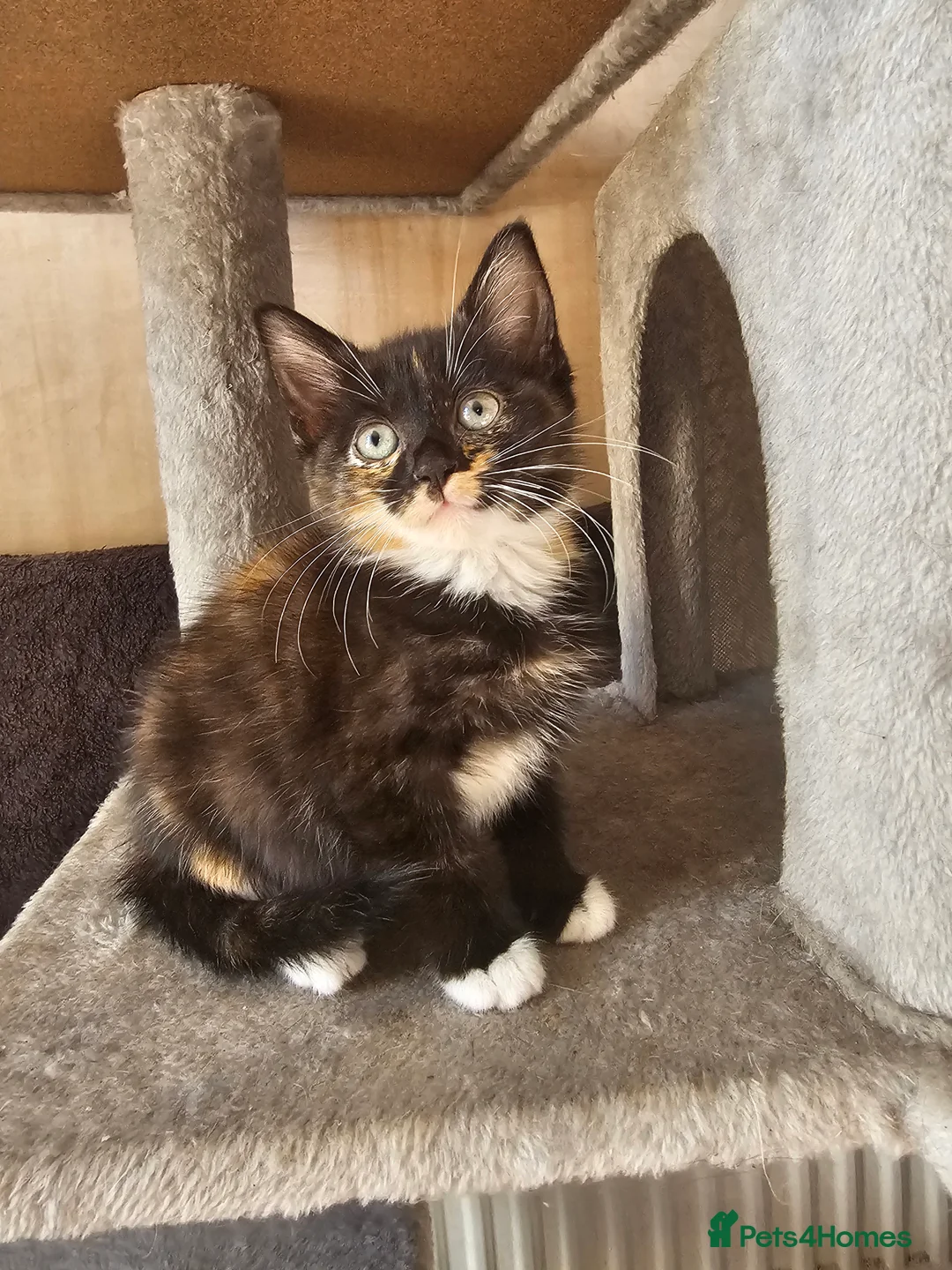 Mixed Breed cats for sale: Adorable mixed breed kittens  - Advert 2