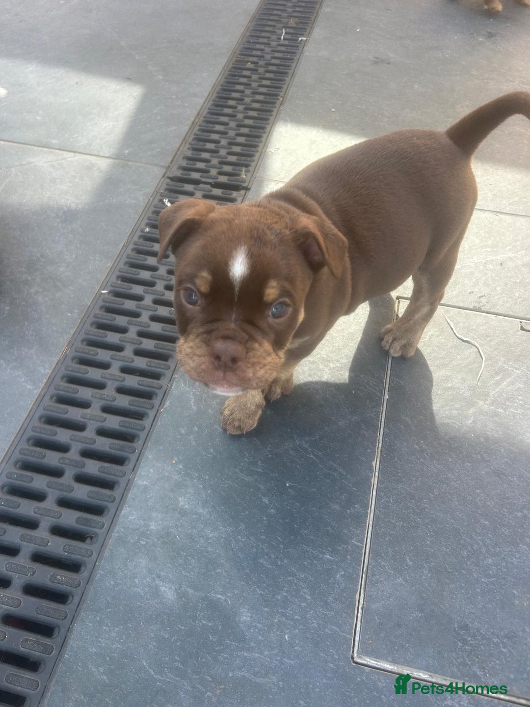 Olde English Bulldogge dogs for sale: Olde English Bulldog Puppies - Image 4