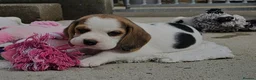 Beagle dogs for sale: Little Beagle Sweetheart, Big Personalities Litter - Advert 3
