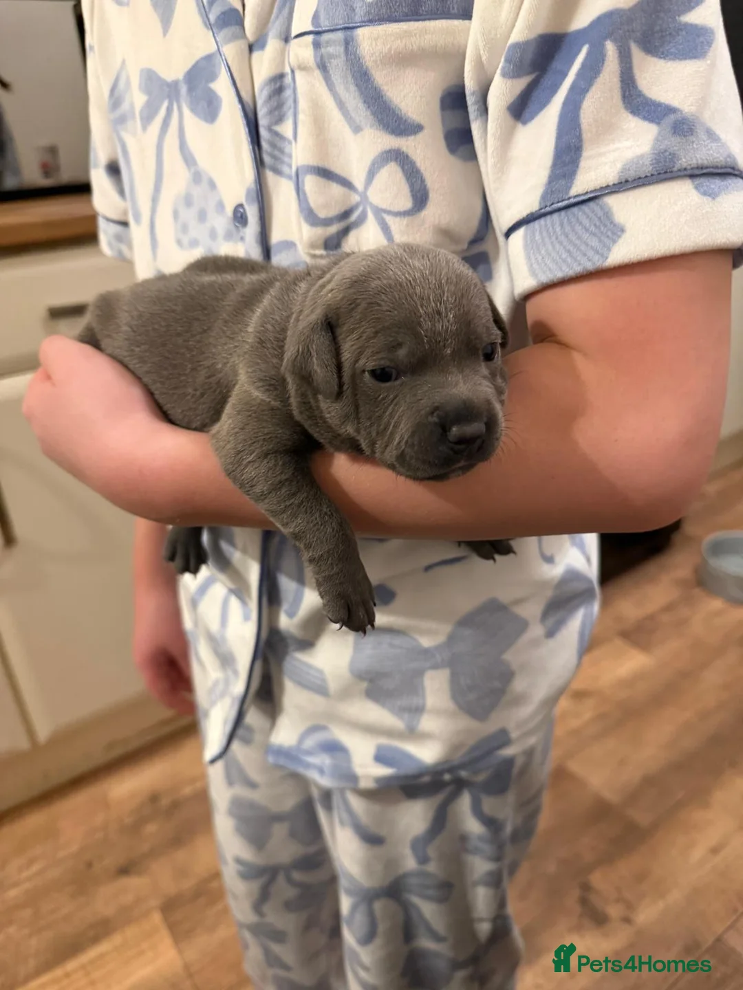Staffordshire Bull Terrier dogs for sale: Beautiful BLUE kc registered puppies - Advert 7