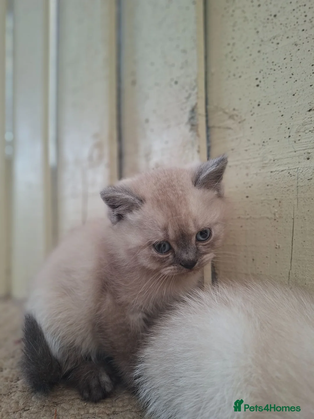 British Shorthair cats for sale: British shorthair kittens - Advert 1