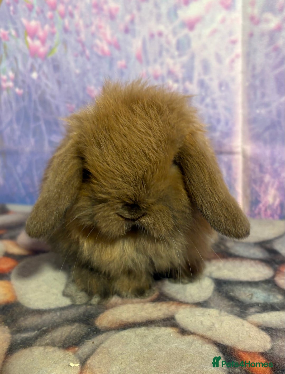 Mini Lion Lop rabbits for sale: Double mane lionlops vaccinated soon available  - Advert 2