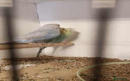 Budgerigars birds for sale: Budgies  - Image 1
