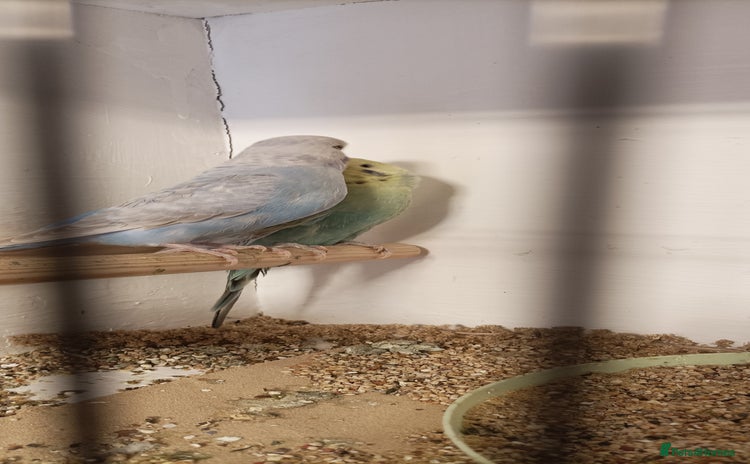Budgerigars birds - Advert 1