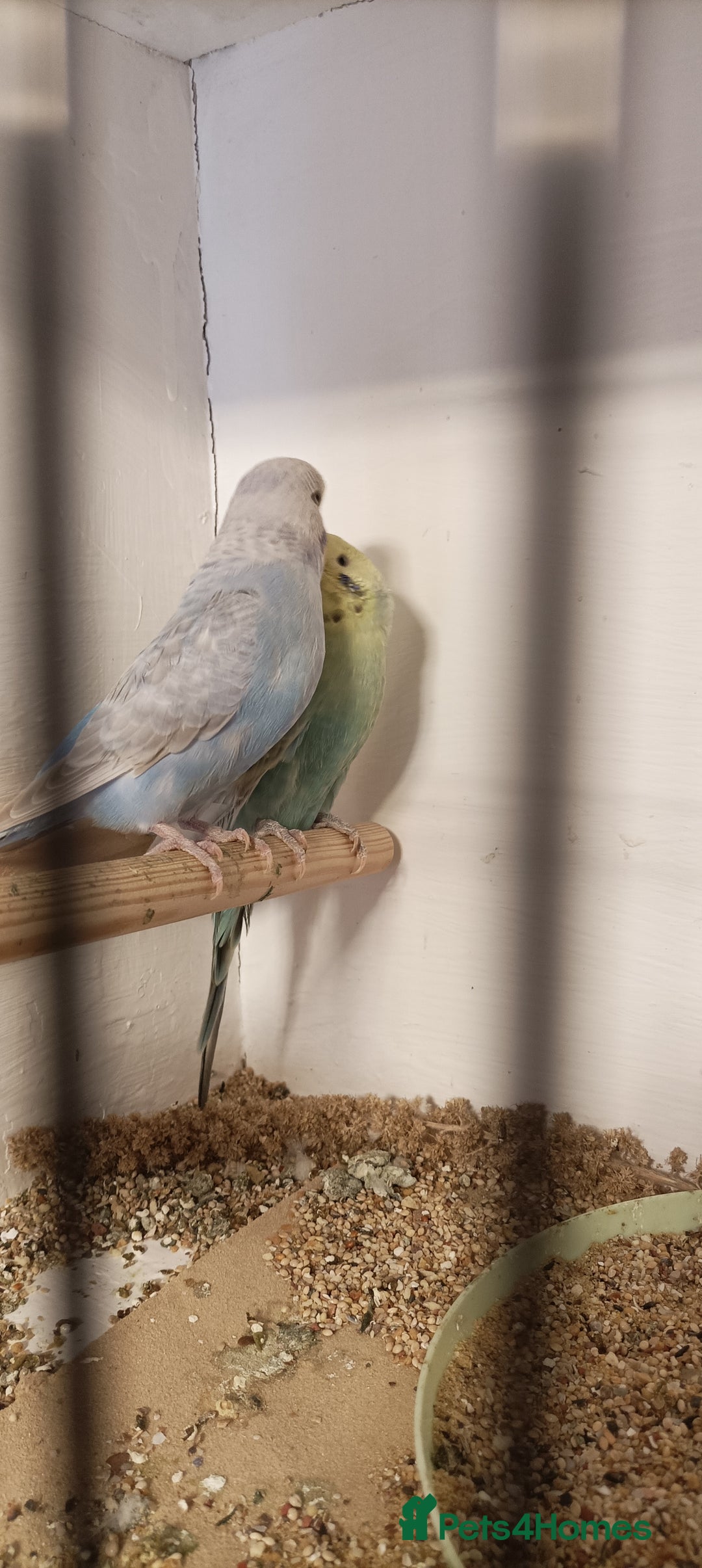 Budgerigars birds for sale: Budgies  - Image 1