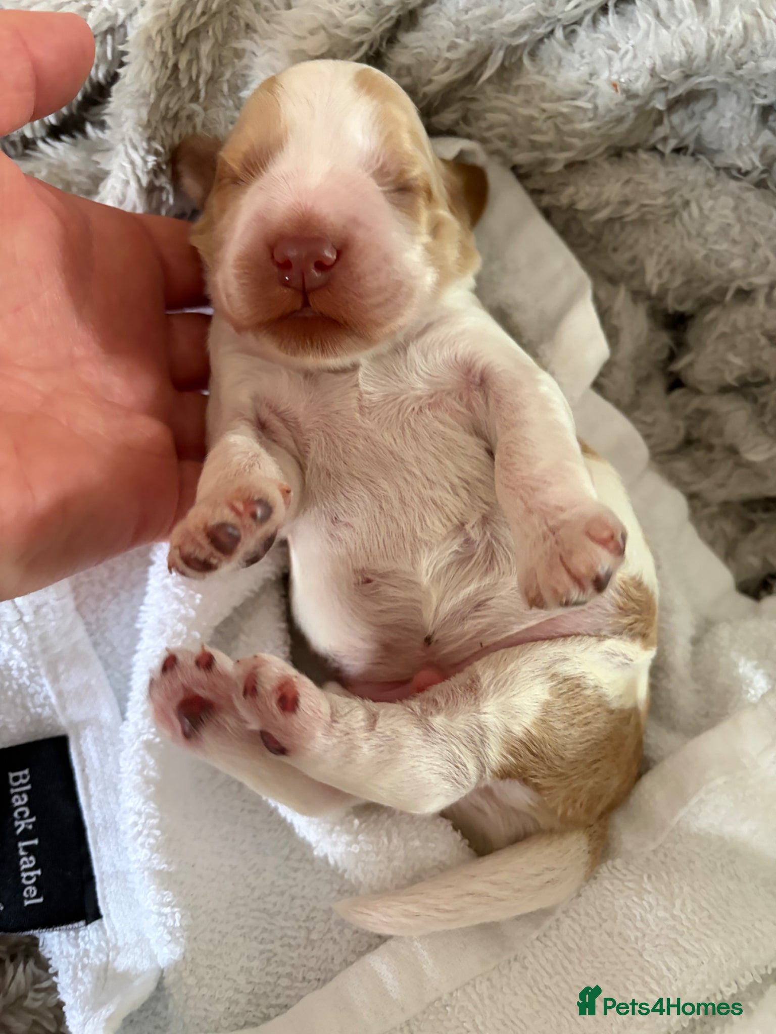Cocker Spaniel dogs for sale: Lexies little litter  - Advert 7