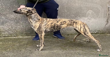 Lurcher dogs - Advert 11
