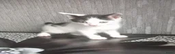 Mixed Breed cats for sale: 3 beautiful kittens looking for forever homes - Advert 4