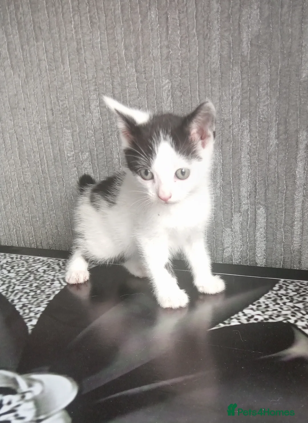 Mixed Breed cats for sale: 3 beautiful kittens looking for forever homes - Advert 4