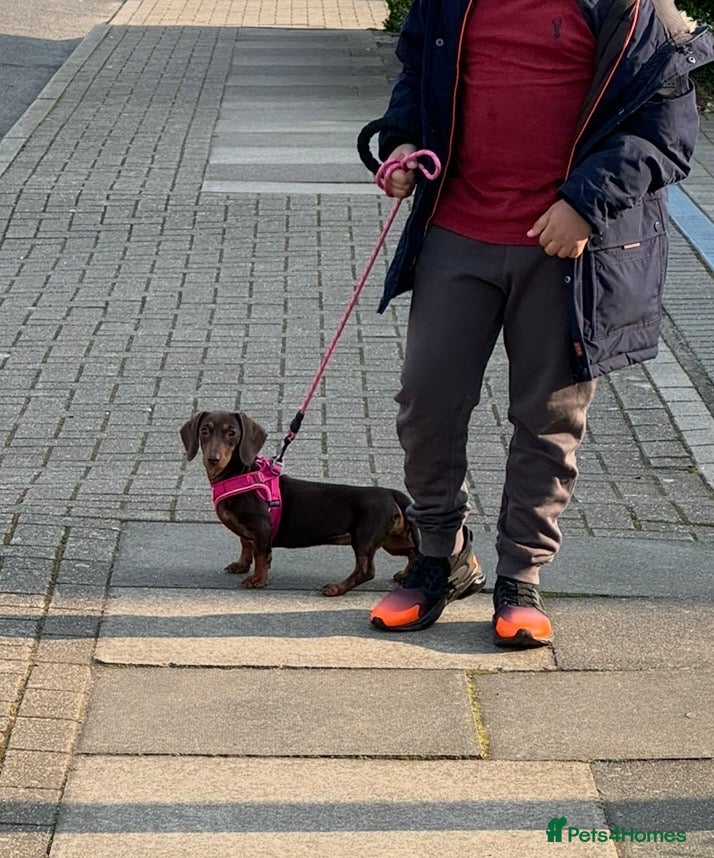 Miniature Dachshund dogs for sale: Only star home for my miniature Dachshund Bella! - Advert 3