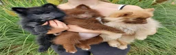 German Spitz dogs for sale: 1 German Spitz Mittel Boy left - Black - Advert 12