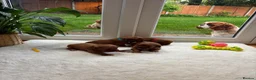 Cavapoo dogs for sale: 🐶 Beautiful Boy & Girl F1 red Cavapoo puppies🐶 in Wolverhampton - Advert 2