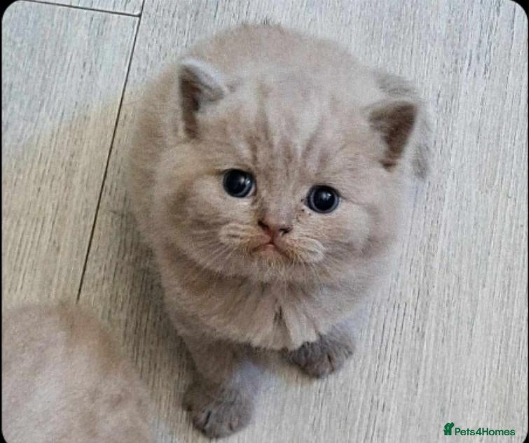 British Shorthair cats Cream bsh - Advert 1