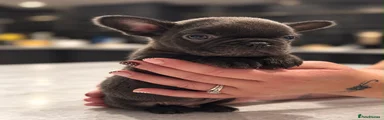 French Bulldog 2