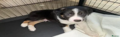 Border Collie Puppy 3