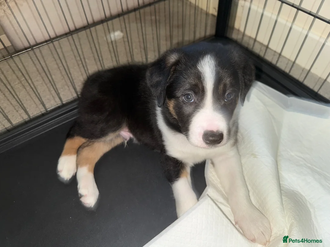 Border Collie dogs for sale: Blue Merle/tri collies in Lairg - Advert 4