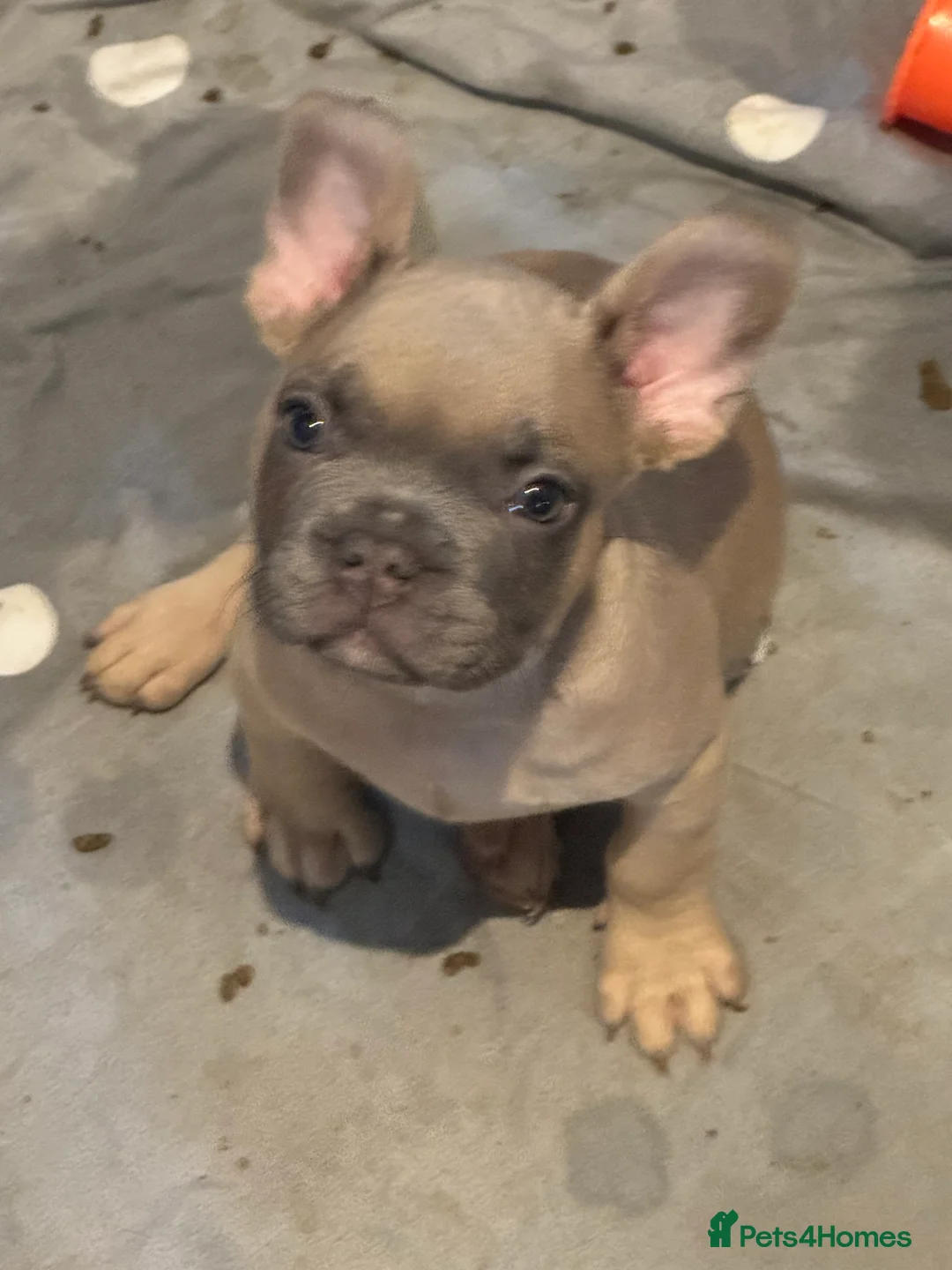 French Bulldog dogs for sale: French bull dog puppy’s for sale  - Advert 3