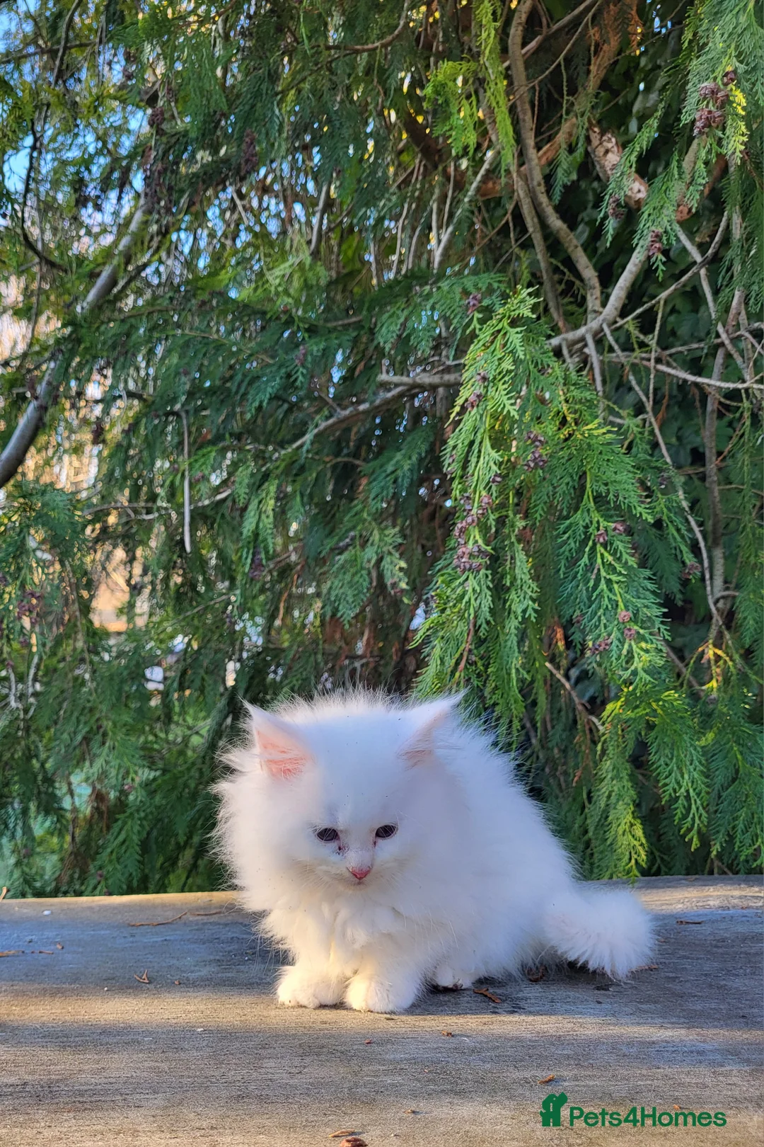 Maine Coon cats for sale: Maine Coon x kittens available now! - Advert 3