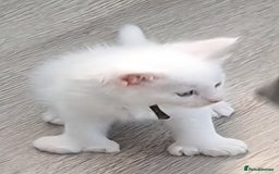 Maine Coon cats for sale: Mainecoon kittens some Polydactyl  - Image 9
